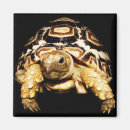 Search for tortoise magnets Amphibian