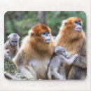 Search for monkey mousepads Wildlife