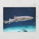Search for sharks postcards Fish