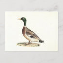Search for anas postcards Bird