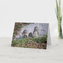 Search for baby owls note cards Birds
