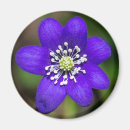 Search for bright colours magnets Floral