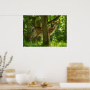 Search for fallow posters Wildlife