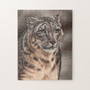 Search for snow leopard puzzles Wildlife