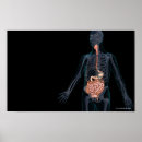 Search for digest posters Human