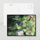 Search for blackberry postcards Postcrossing