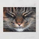 Search for fun cat postcards Cute