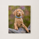 Search for vizsla dog puzzles Puppy