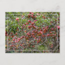 Search for apple tree postcards Orchard