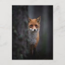 Search for renard Fox
