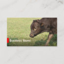 Search for ranching Cattle