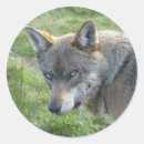 Search for wolf picture stickers Grey