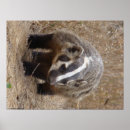Search for badger posters Mammal