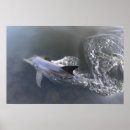 Search for dolphins posters Cute