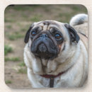 Search for pug coasters Puppy