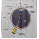 Search for anatomy shower curtains Human