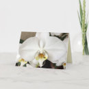 Search for white orchids cards Flower