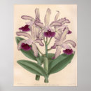 Search for cattleya posters Botanical