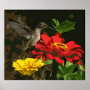 Search for hummingbird art Trochilidae