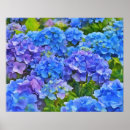 Search for blue hydrangea art Nature