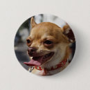 Search for chihuahua badges Adorable