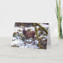 Search for red deer cards Wildlife