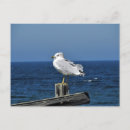 Search for gulls cards invites Sea bird