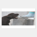 Search for my dog rectangle stickers Funny