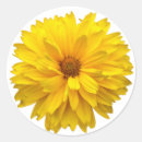 Search for chrysanthemums stickers Floral