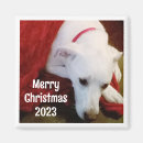 Search for sweet magnets Festive