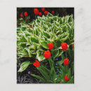 Search for hosta postcards Garden