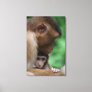 Search for macaques Outdoors