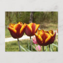 Search for tulip easter postcards Floral