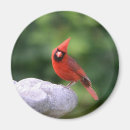 Search for pretty bird magnets Wildlife