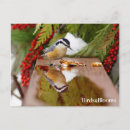 Search for nuthatch Nuthatch birds