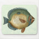 Search for big fish electronics Animal
