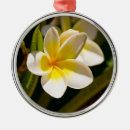 Search for plumeria christmas tree decorations Frangipani