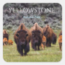 Search for bison stickers Yellowstone
