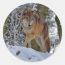 Search for grey wolf stickers Snow