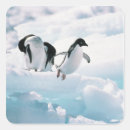 Search for adelie penguin stickers Animal