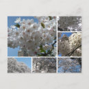 Search for bloomed postcards Sky