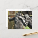 Search for cute chimp postcards Chimps