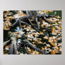 Search for reflecting pool posters Swimming