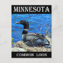 Search for common loons postcards Minnesota