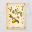 Search for crab apple Vintage