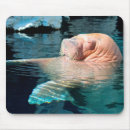 Search for walrus electronics Ocean