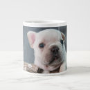 Search for purebred mugs Puppy