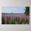 Search for fireweed Beach