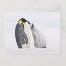Search for aptenodytes postcards Outdoors