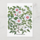Search for hibiscus flower postcards Flowers